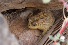 Sclerophrys arabica