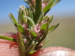 Polygonum polygaloides kelloggii