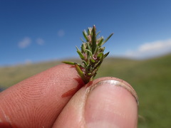 Polygonum polygaloides kelloggii