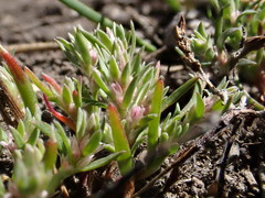 Polygonum polygaloides kelloggii