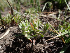 Polygonum polygaloides kelloggii