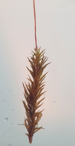Image of Pointed Beard-Moss (Didymodon acutus) by no rights reserved