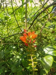 Erythrina edulis