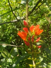 Erythrina edulis