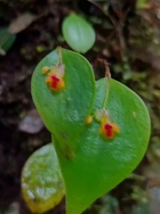 Lepanthes appendiculata