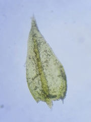 Scorpiurium circinatum