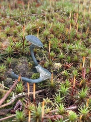 Arrhenia chlorocyanea