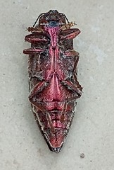 Buprestis piliventris