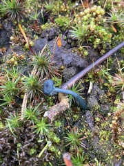 Arrhenia chlorocyanea