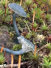 Arrhenia chlorocyanea