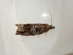 Ancylis achatana