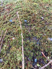 Arrhenia chlorocyanea