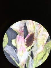 Polygonum polygaloides kelloggii