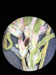 Polygonum polygaloides kelloggii