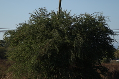 Pithecellobium dulce