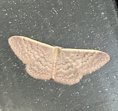 Idaea inversata