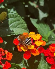 Mystacanthophora
