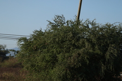 Pithecellobium dulce