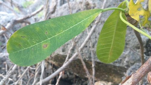 Plumeria obtusa