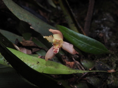 Maxillaria rufescens