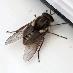 Scaptia jacksonii