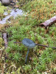 Arrhenia chlorocyanea