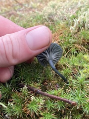 Arrhenia chlorocyanea