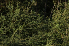 Pithecellobium dulce