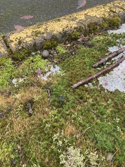 Arrhenia chlorocyanea