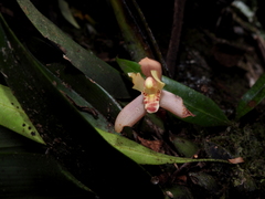 Maxillaria rufescens