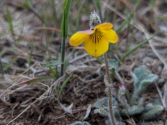 Viola purpurea aurea