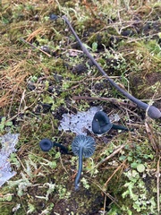 Arrhenia chlorocyanea