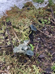 Arrhenia chlorocyanea