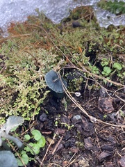 Arrhenia chlorocyanea