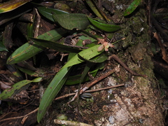 Maxillaria rufescens