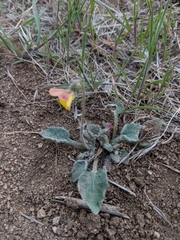Viola purpurea aurea