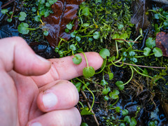 Cardamine rotundifolia