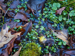 Cardamine rotundifolia