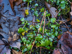 Cardamine rotundifolia