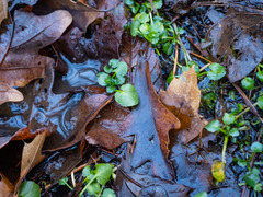 Cardamine rotundifolia
