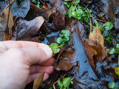 Cardamine rotundifolia