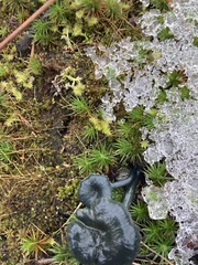 Arrhenia chlorocyanea