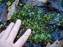 Cardamine rotundifolia