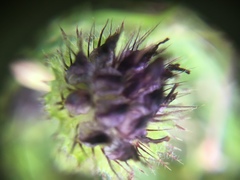 Trifolium barbigerum