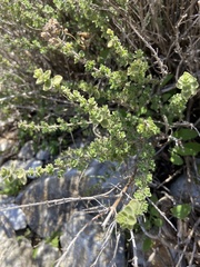 Origanum onites
