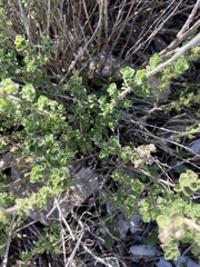 Origanum onites