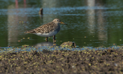Calidris melanotos