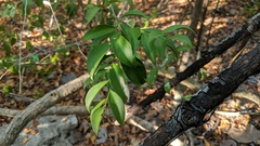 Schaefferia frutescens