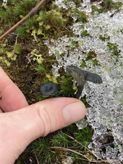 Arrhenia chlorocyanea