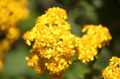 Acrisione denticulata